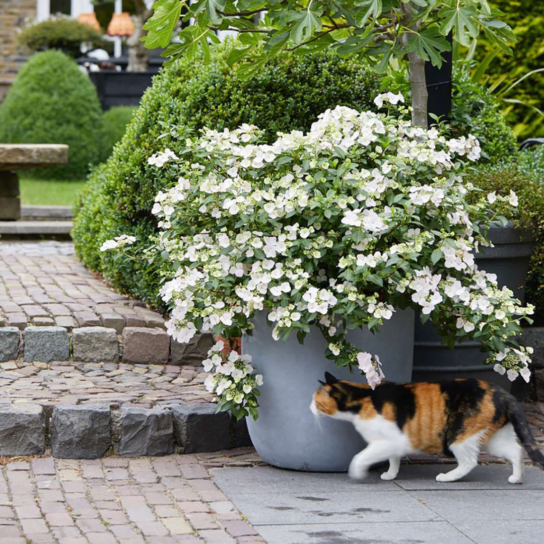 Hydrangea x 'USHYDO405' PP31,120 / Proven Winner® Color Choice