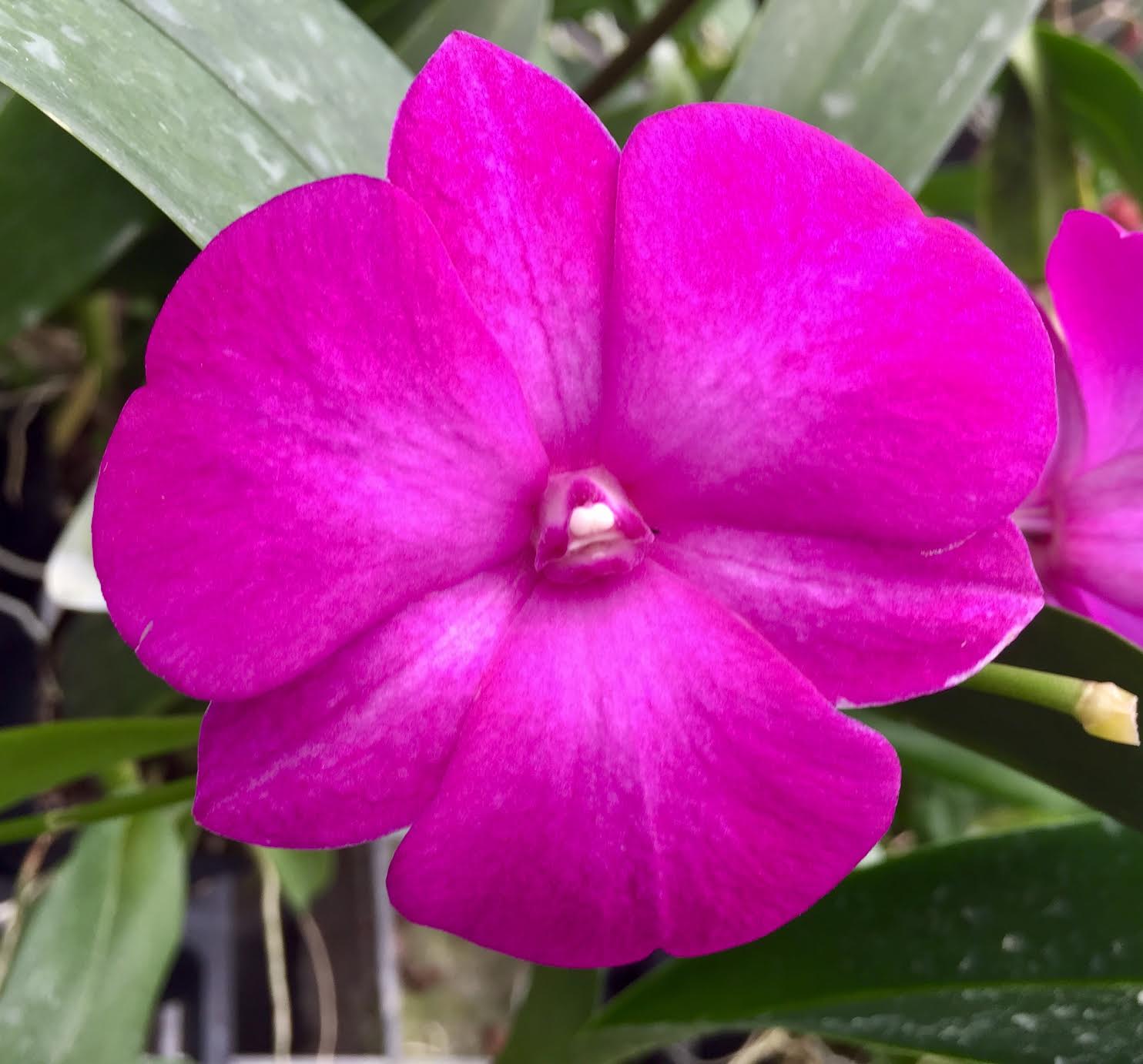 Den. Classic Gem – Kalapana Orchid Farm