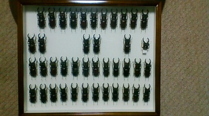 ドイツ型標本箱 | 虫けら屋の「ちょっと虫採り行ってくる！」