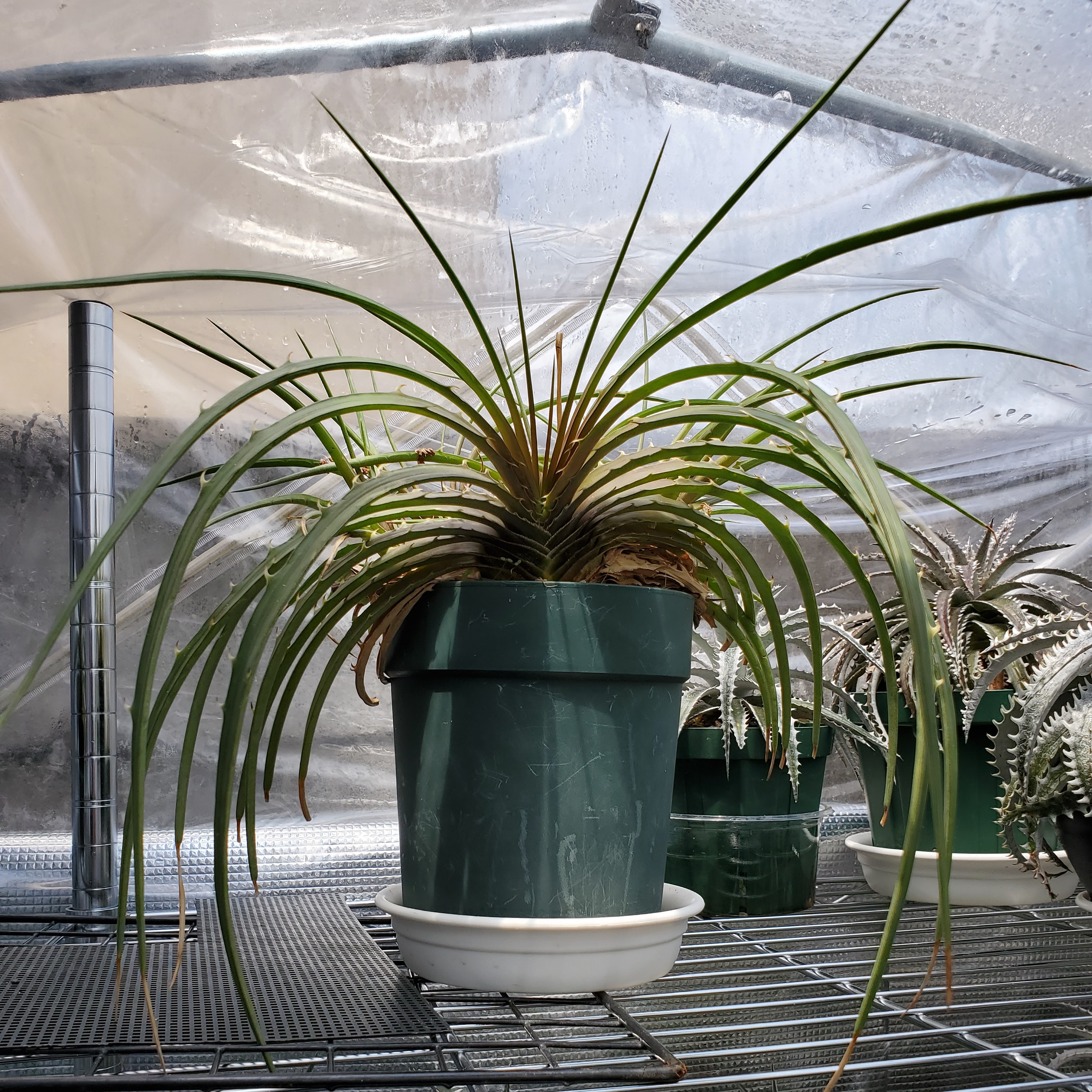 ディッキアの特徴 | Dyckia Maniax