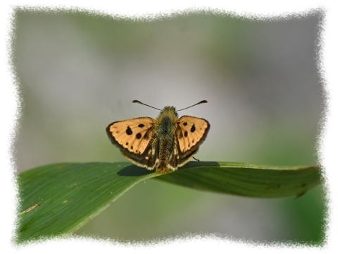 カラフトタカネキマダラセセリ