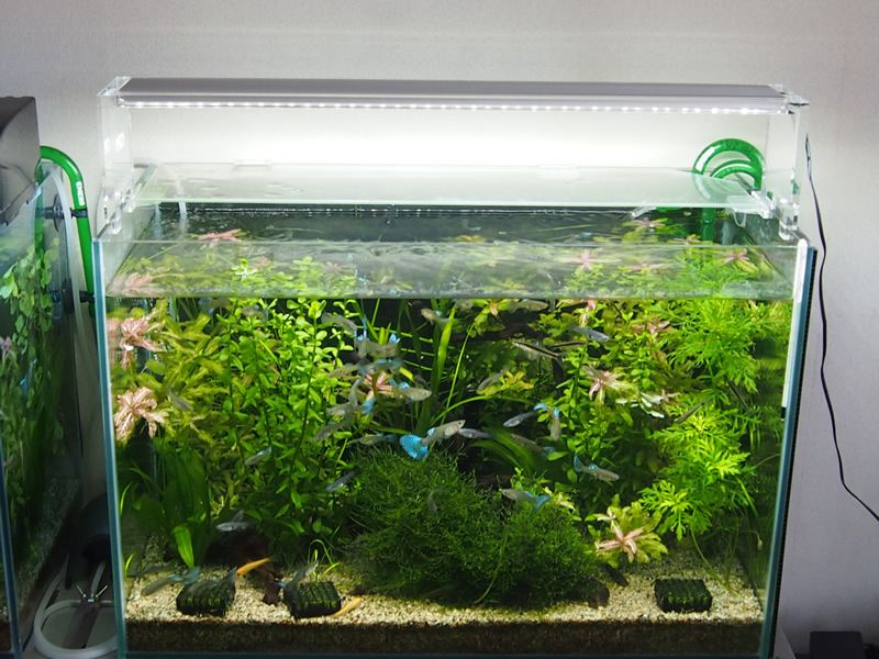 水槽ライト ADA AQUASKY 601 (動作確認済み) 水槽ライト ADA AQUASKY