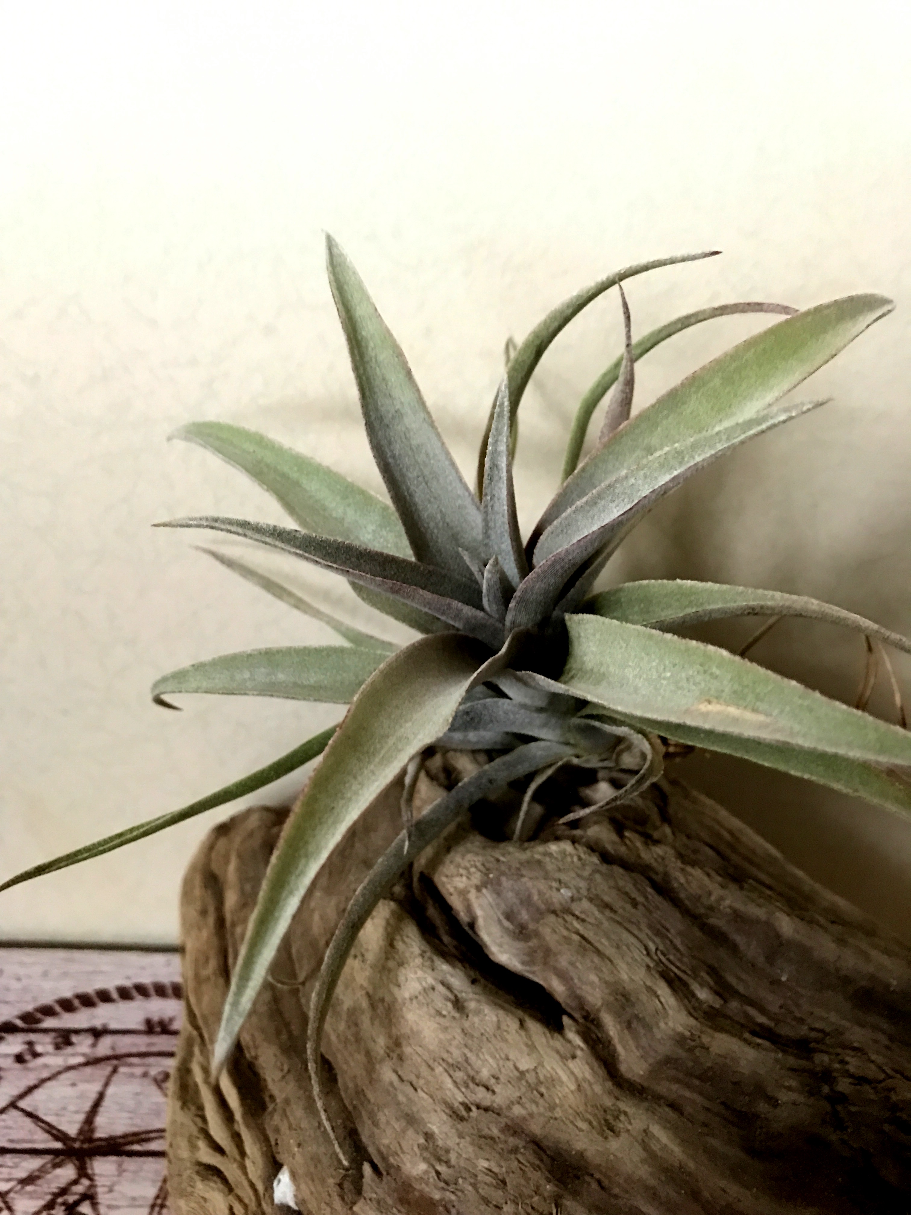 チランジア・ミマ・ミマ Tillandsia mima var. mima ティランジア育て