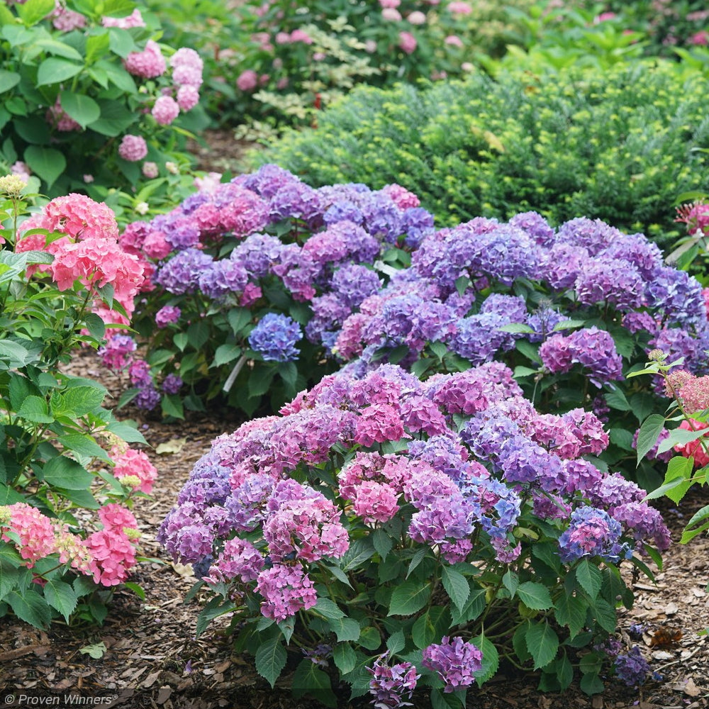 Hydrangea, Let's Dance Lovable #3 – Greenwood Creek Nursery