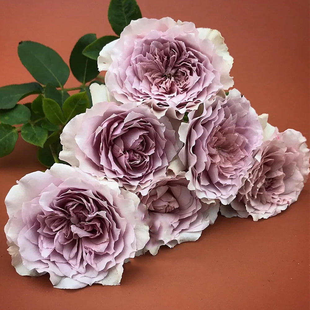 Antike Watch Japanese Florist Shrub Rose – Highgarden Roses