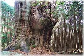 河内の大スギ（河内の大杉）