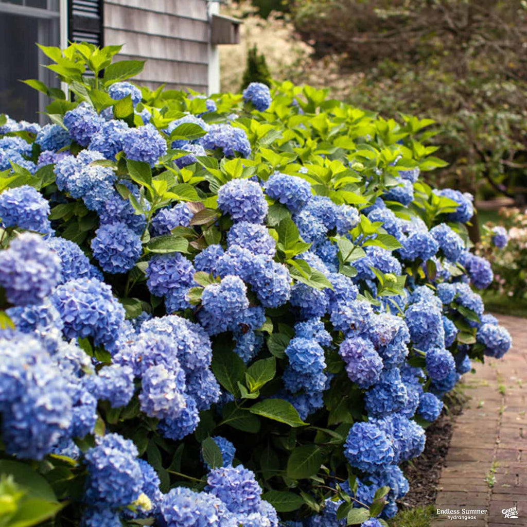 Endless Summer® The Original Bigleaf Hydrangea — Green Acres