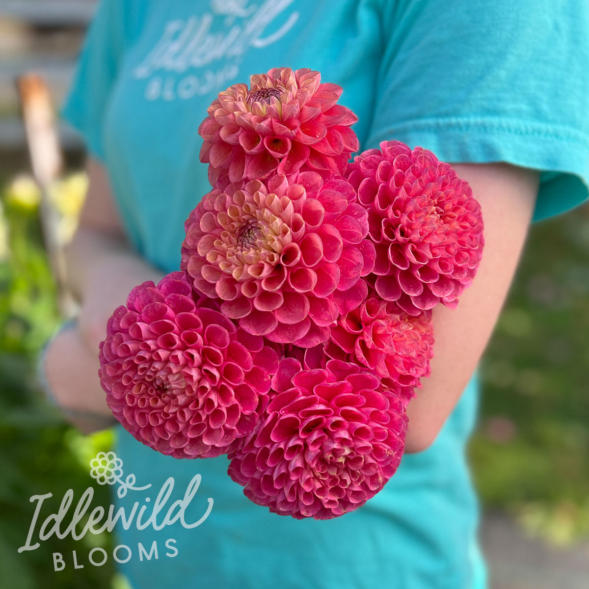 Jowey Frambo Dahlia Tuber | Jowey Frambo Flower Bulb & Information