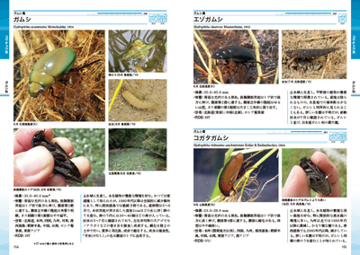 水棲昆虫