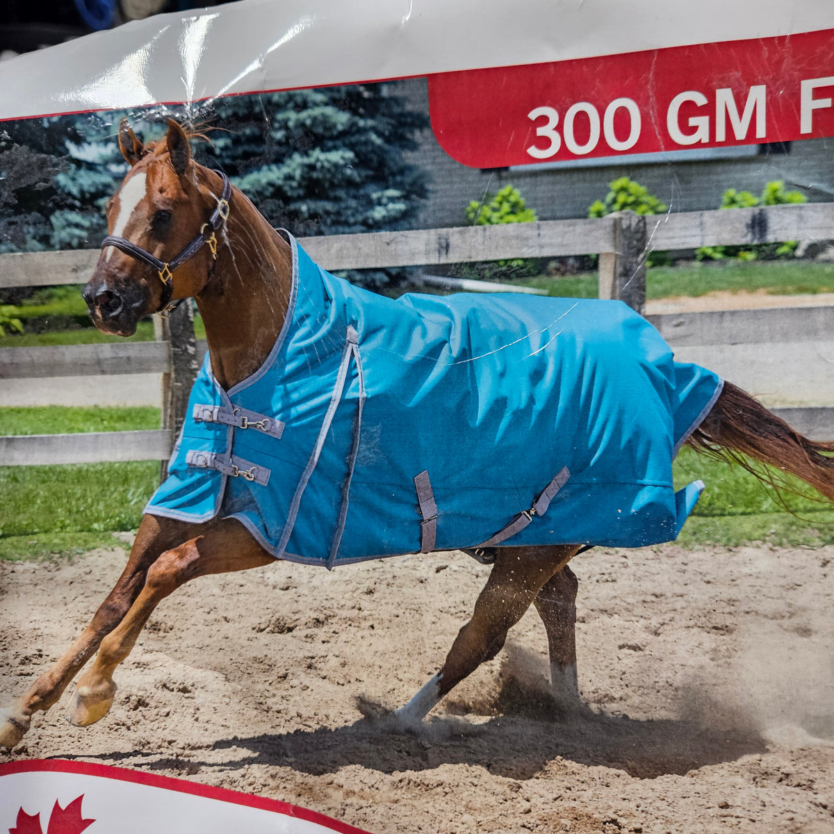 Winter Blanket - Canadian Horsewear - 300gm - Mid Neck – K&K