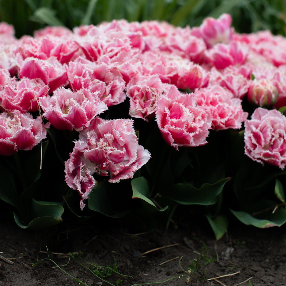 Tulip Queensland – Floret Library