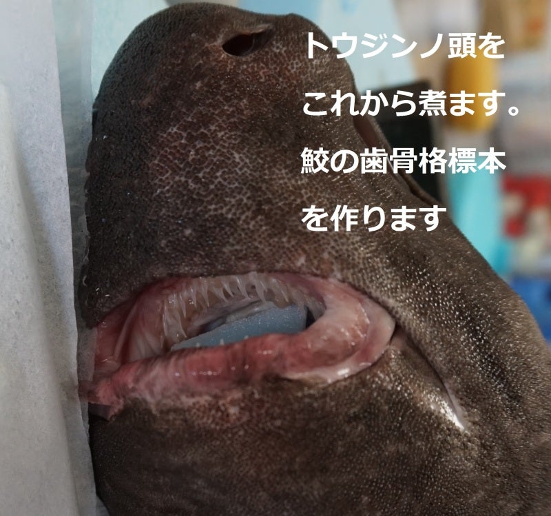 サメの歯標本を作ります | 楽しいカラー魚拓