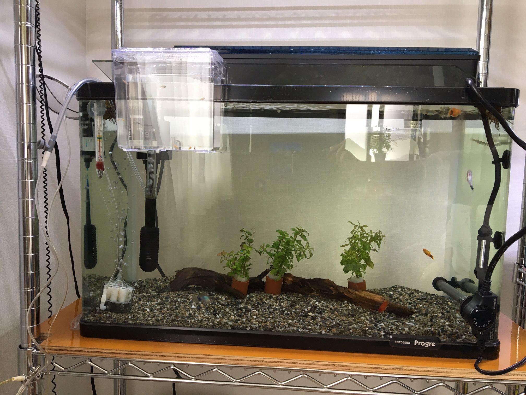レグラスポニックスをDIY？ | 植えないか？