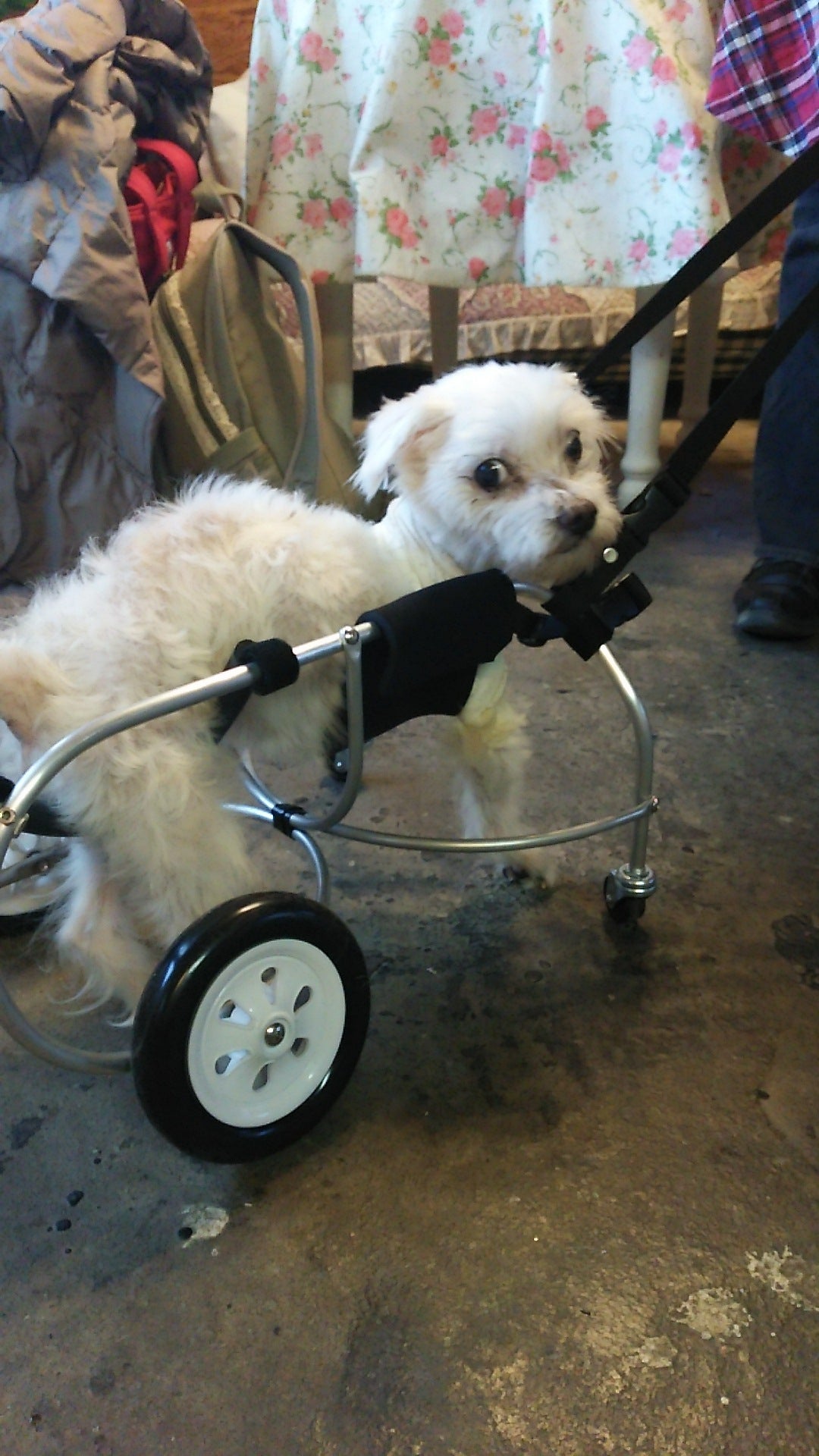 ポチの車椅子さんに行ってきました | え！犬に鍼灸 !?