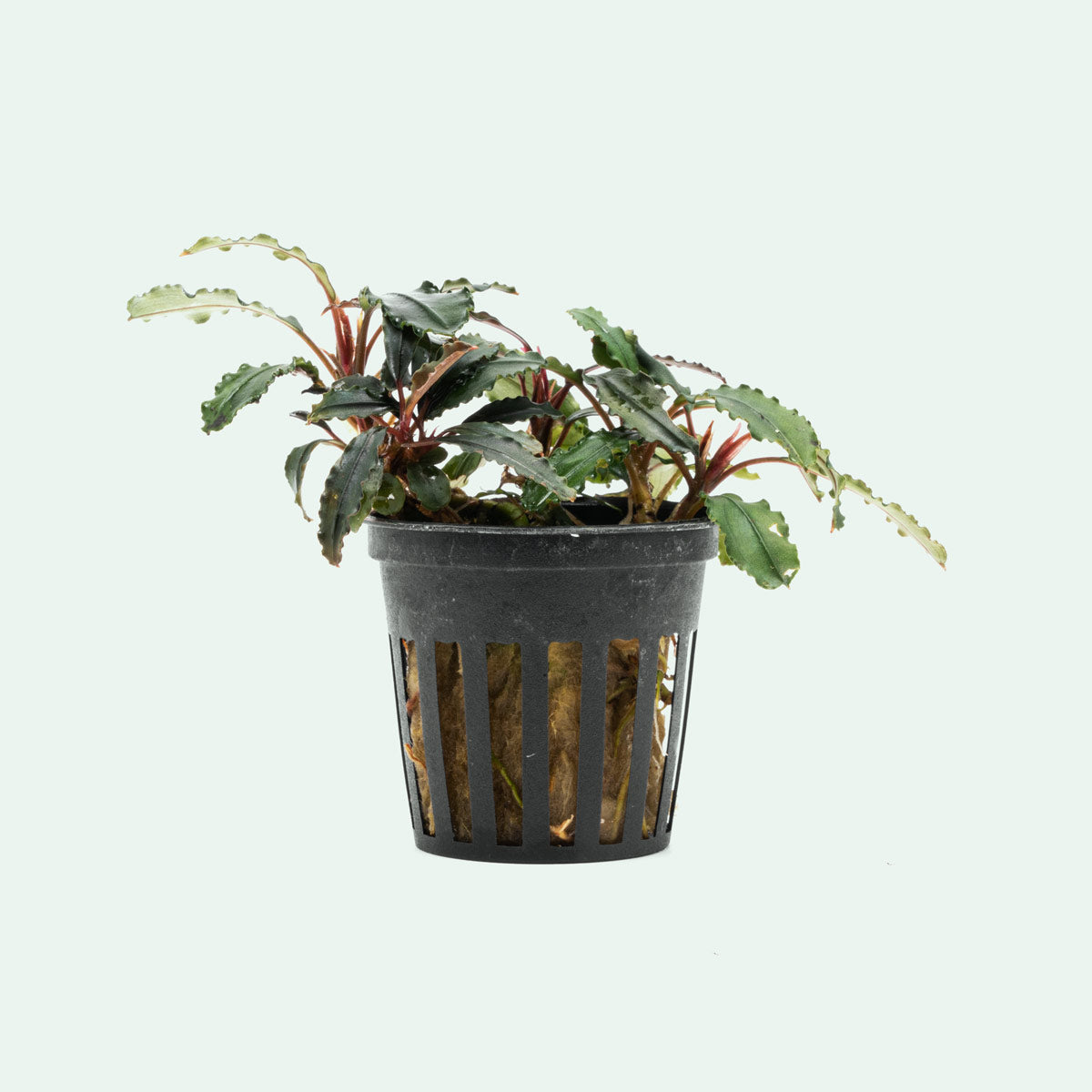Bucephalandra Red Blade - Easy Aquatic Plant | Glass Aqua