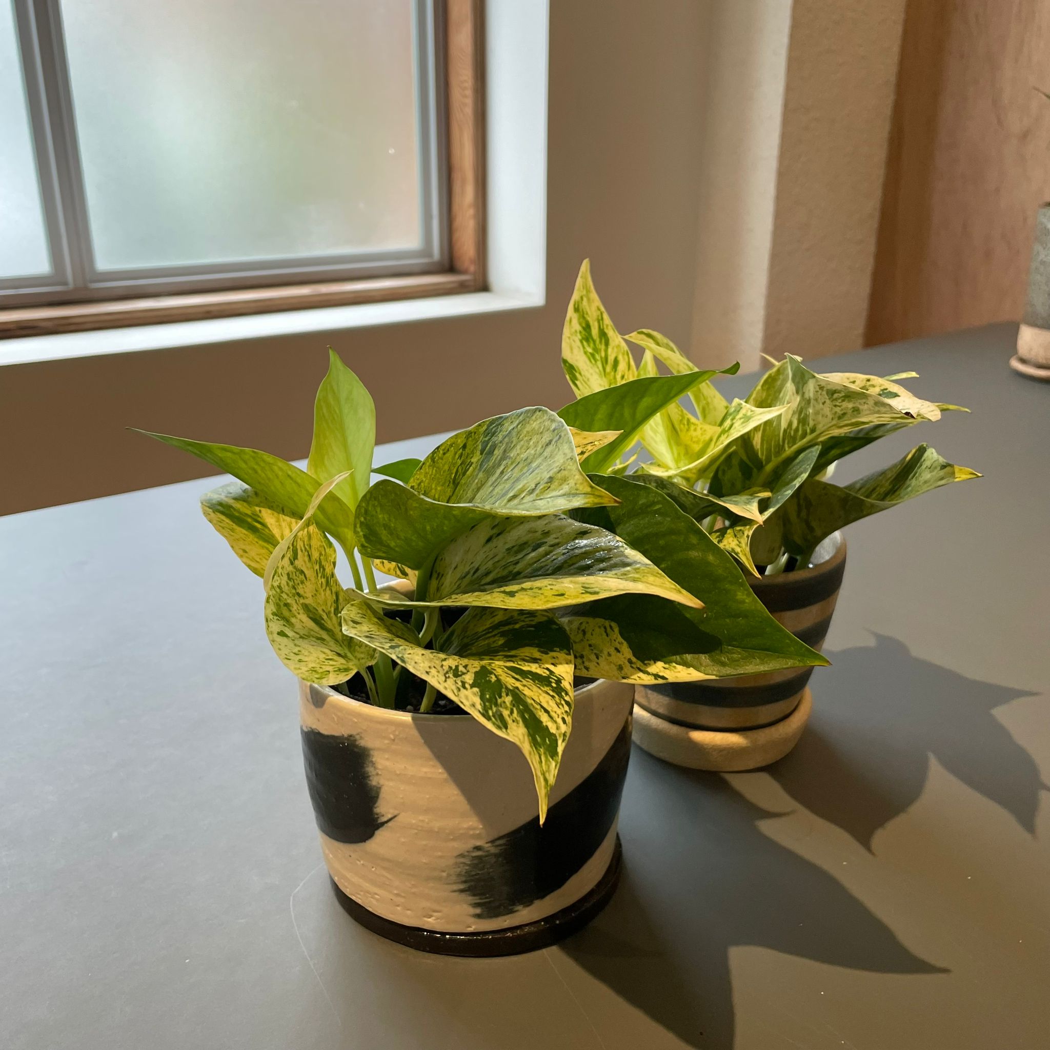 ThePlantSociety_665.jpg?v=