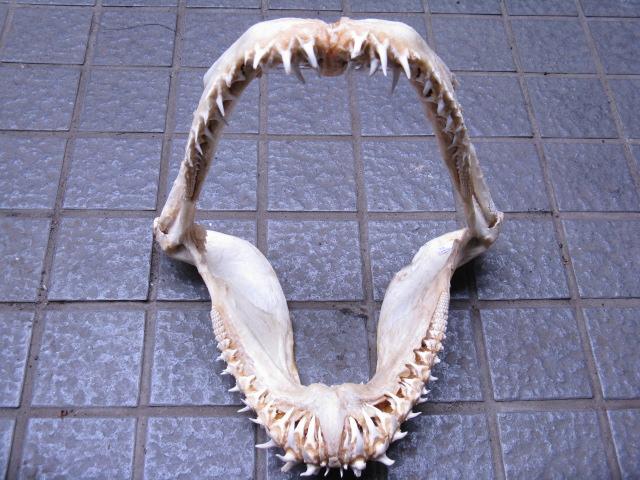 TOKO-BEADS |AB301-10 サメの顎（マコシャーク） 320mm