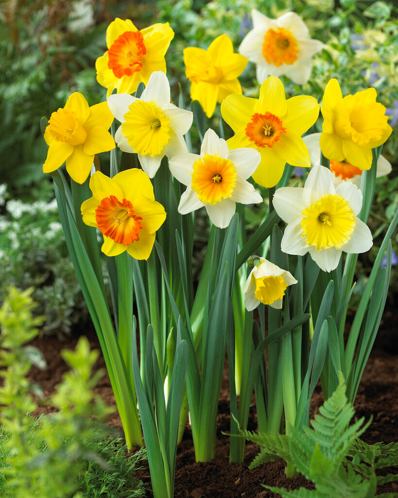 Daffodil Large Cupped Mix – Vermont Wildflower Farm
