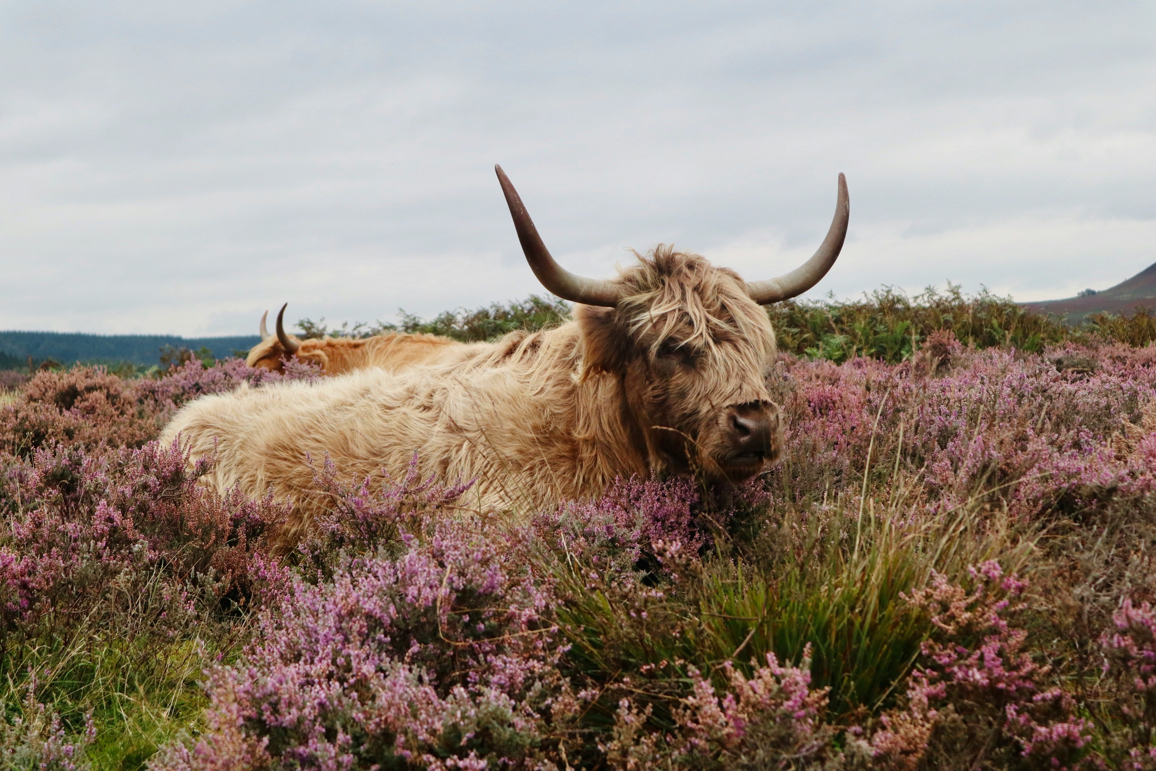 Yak Collection – Aclof