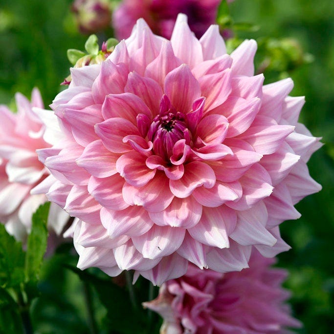 Otto's Thrill Dinner Plate Dahlia | American Meadows