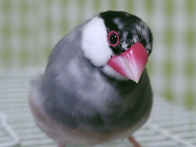 魅惑の文鳥たち3
