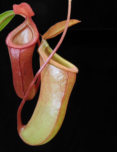 その他観葉植物 N. ventricosa Bicol, Luzon, Philippines. N
