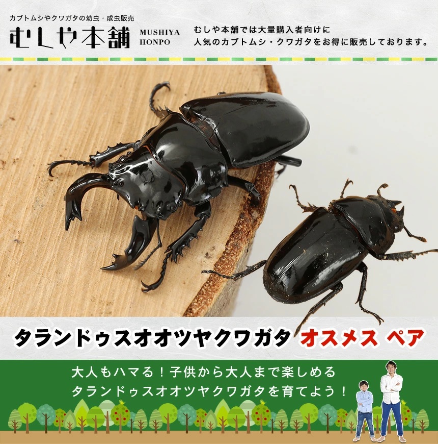 タランドゥスオオツヤクワガタ オス特大 メス ペア オオクワガタ幼虫