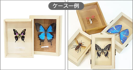 ヤマキチョウ , 蝶の標本 販売・通販のNatureShop|モルフォやキプリス