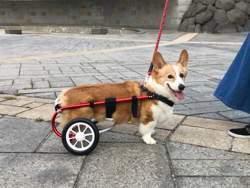 北海道から神奈川へ。愛犬の車椅子を作った話 #ポチの車イス #変性性