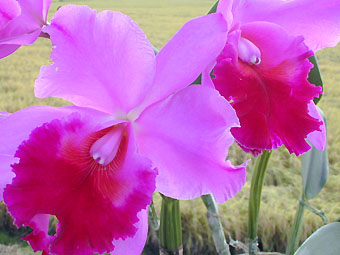 Lc. Culminant 'La Tuilerie' - カトレアの部屋 Abiko Orchid Room -