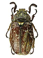 日本のコガネムシたちその1