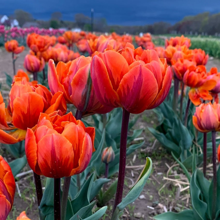 Orange Princess Tulip - 25 per bag – Wicked Tulips Flower Farm