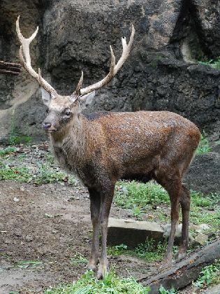 ニホンジカ