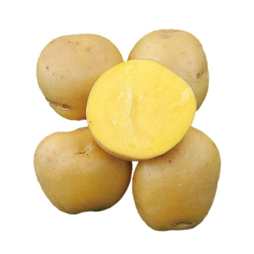 売り切れ】種芋 秋作用 ながさき黄金 500g・1kg PVP じゃがいも