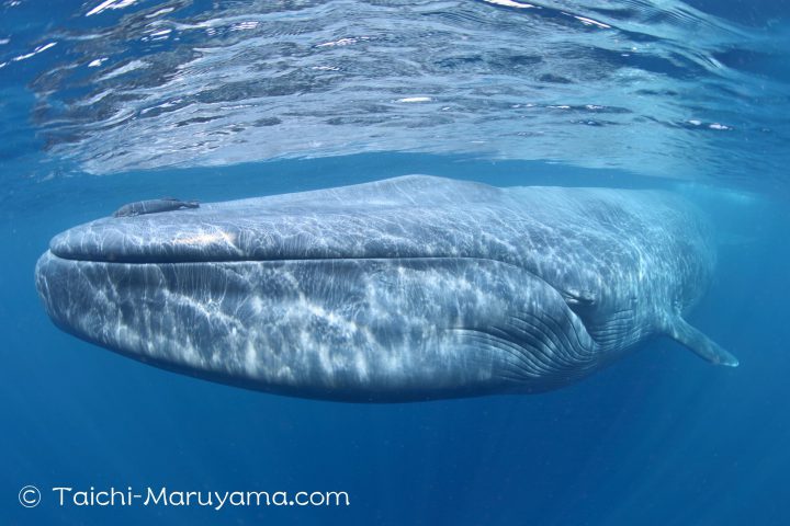 🐋Blue Whale／シロナガスクジラ・白長須鯨 - 丸山太一