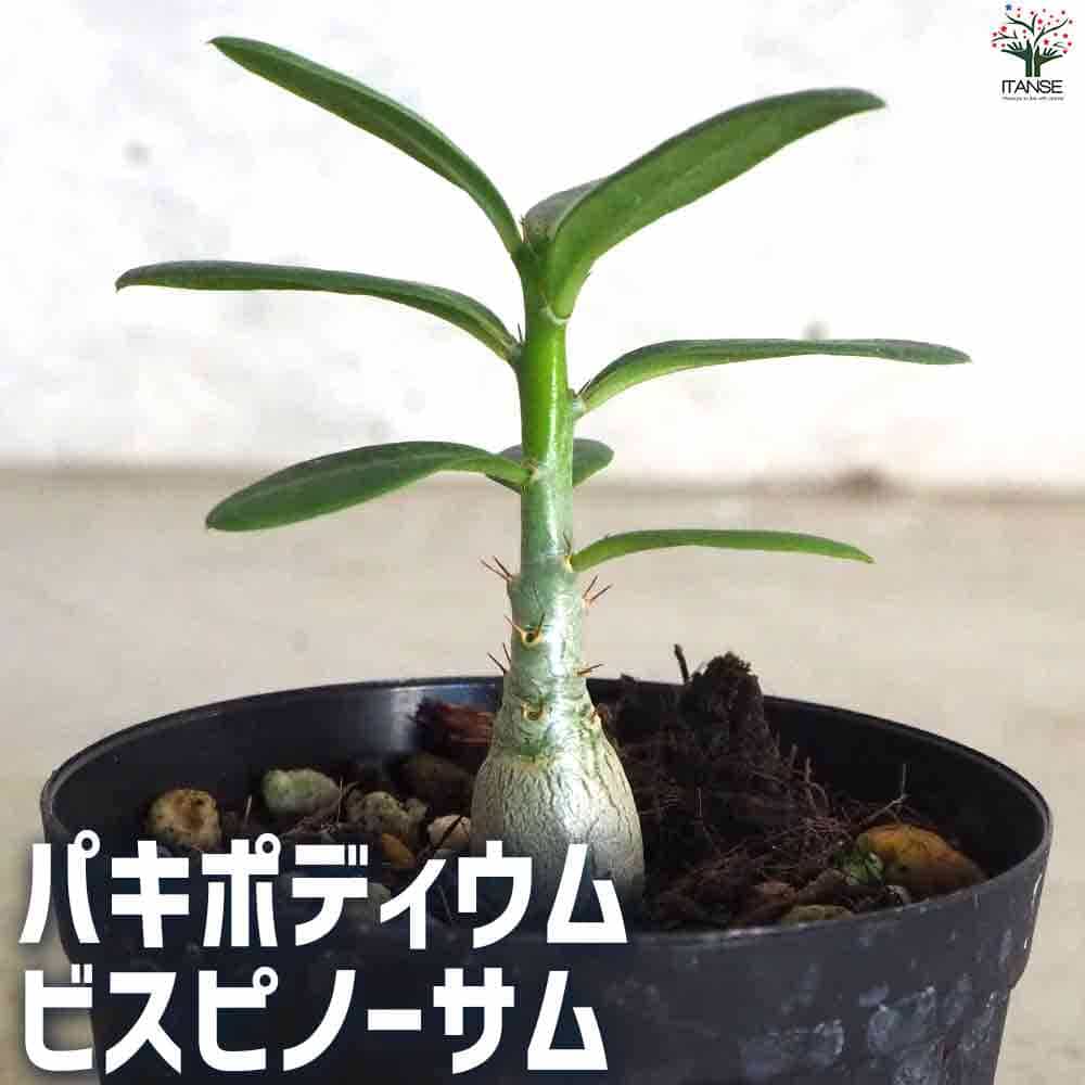 楽天市場】スピノーサの通販