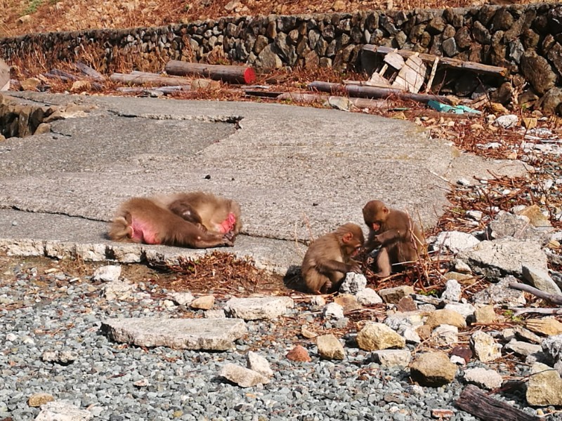 海岸に猿だらけ、まさに”海猿”？「波勝崎苑モンキービーチ」 | バイク