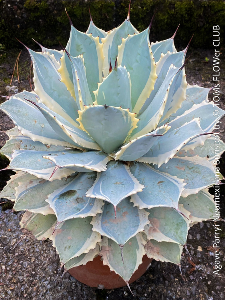 Agave Parryi Neomexicana Sunspot | organic succulent sun loving