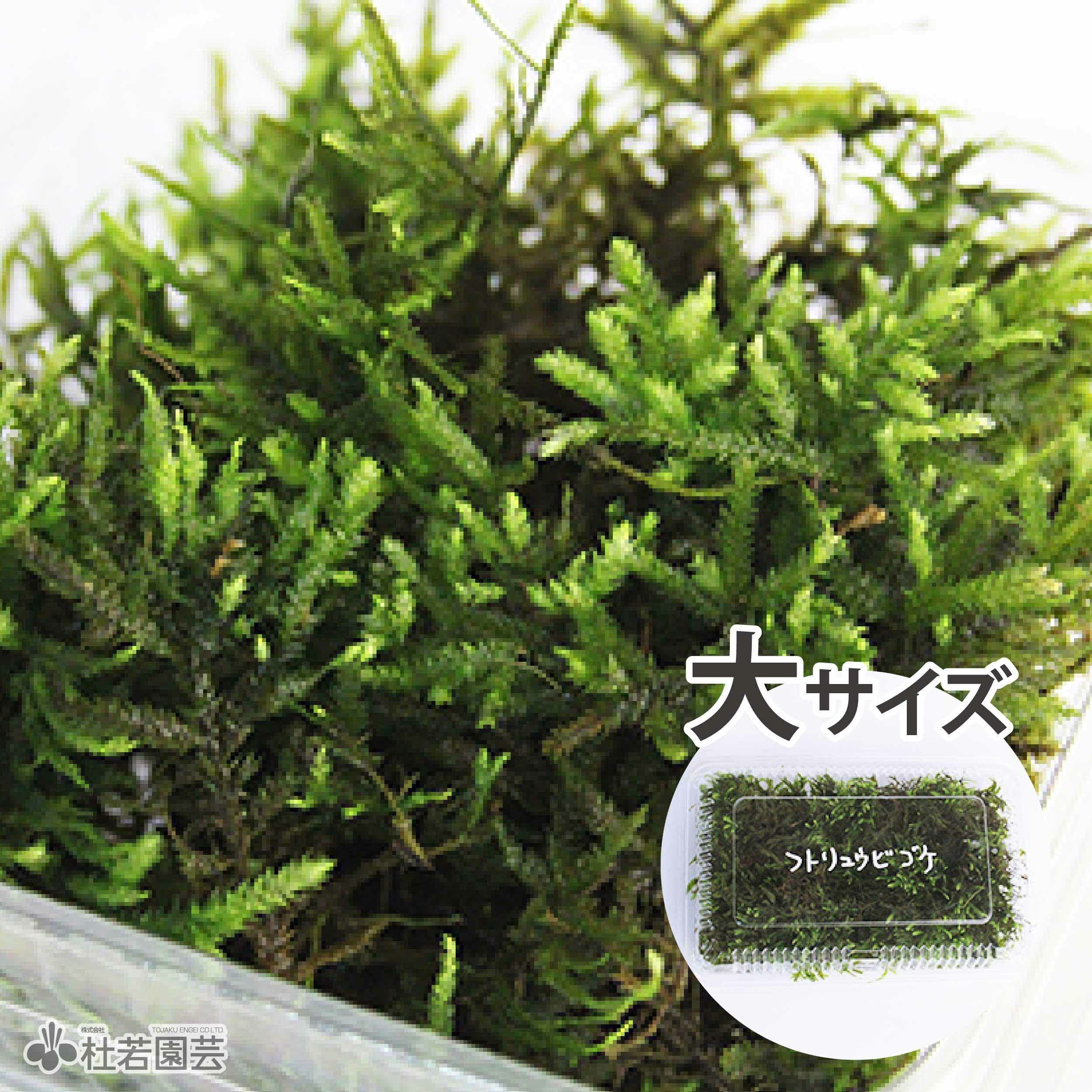 苔品種 ハイゴケ（小）【苔、コケ、こけ】 | 杜若園芸WEBショップ