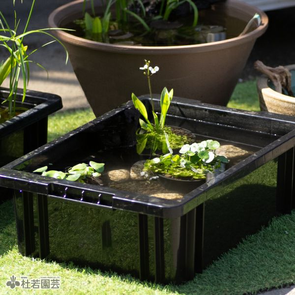 秋の衣替え メダカのDXビオトープセット | 杜若園芸WEBショップ｜水草