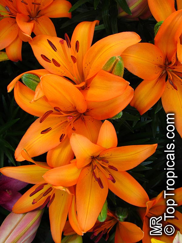 Lilium sp. (Lily) | Top Tropicals Plant Encyclopedia