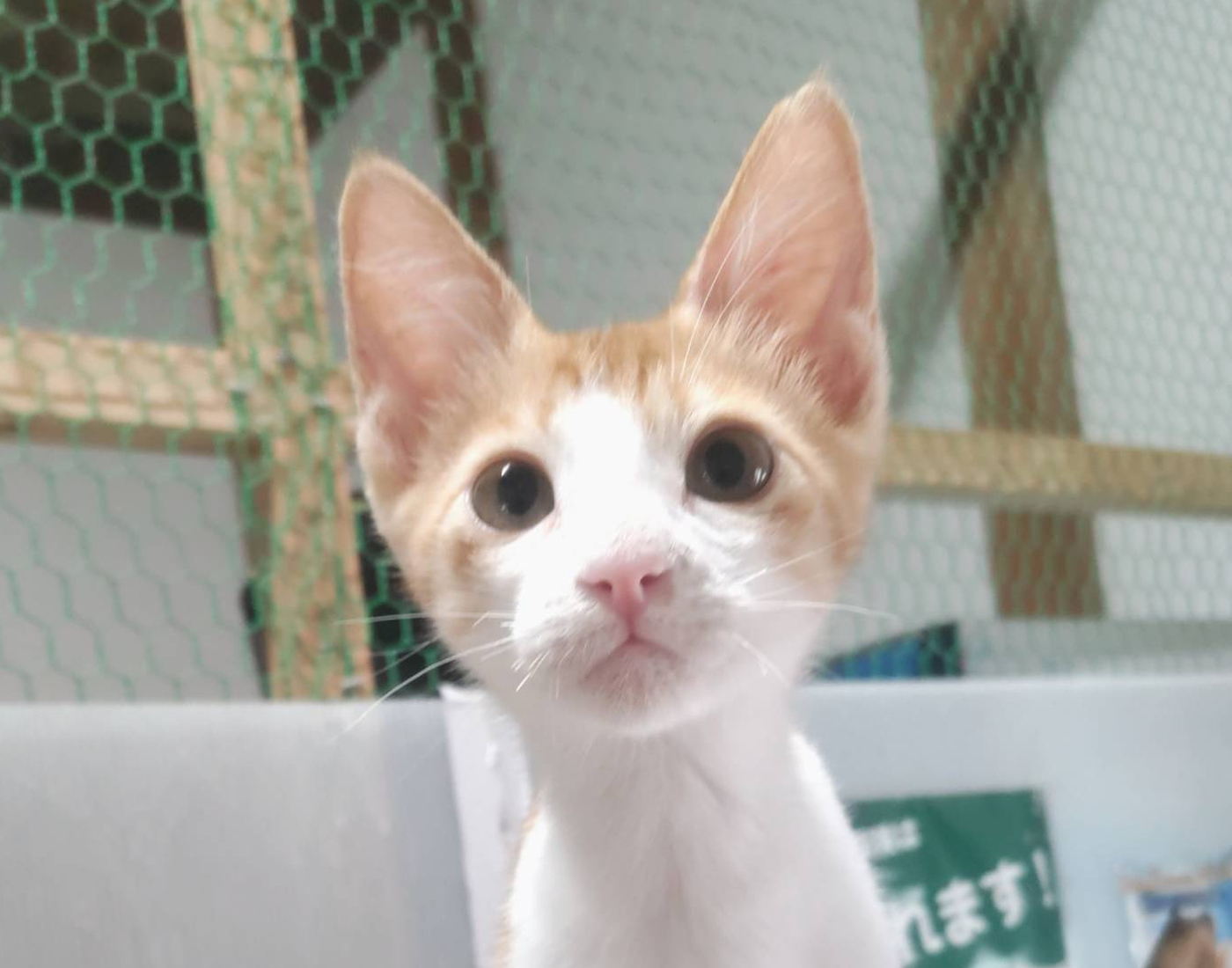 ねこマンマ｜天理市保護猫チーム