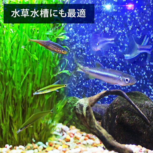 楽天市場】エーハイム クラシックフィルター 2217-NEW (1個／2個セット