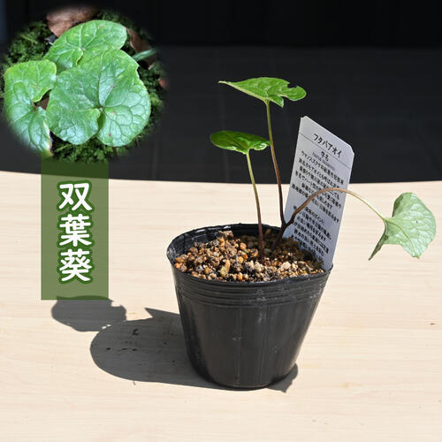 楽天市場】双葉葵 ポット苗 多年草 山野草 フタバアオイ カモアオイ