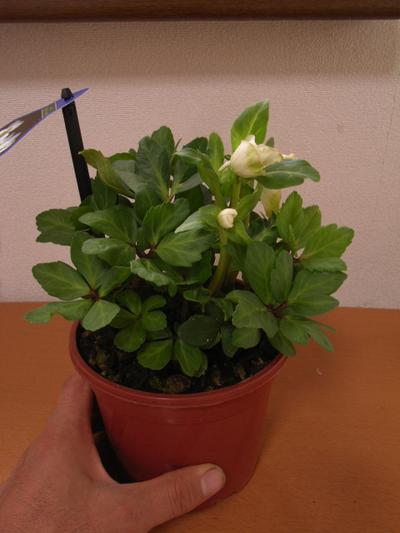 楽天市場】2025年開花株クリスマスローズ開花株鉢花12月よりお届け