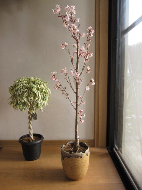 楽天市場】【鉢植えでお花見桜 4月に開花 】【桜】 信楽鉢入り 自宅の