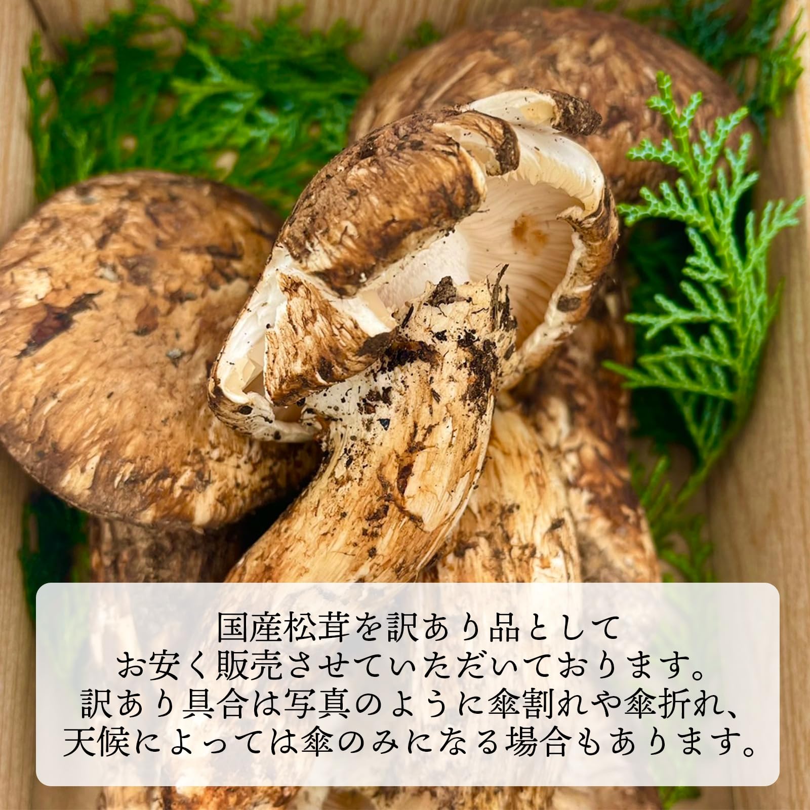 楽天市場】国産 松茸 訳あり 家庭用 100g 200g 300g 400g 500g 1kg
