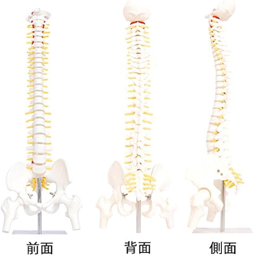楽天市場】人体模型 脊椎骨盤模型 脊柱 脊髄 背骨 腰椎 股 関 節 1/2