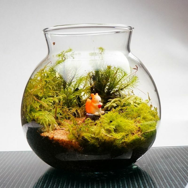 楽天市場】【完成品】LEDライト付 ミニサイズ ボトルテラリウム 10cm