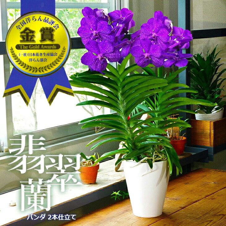 vanda2f-kin.jpg